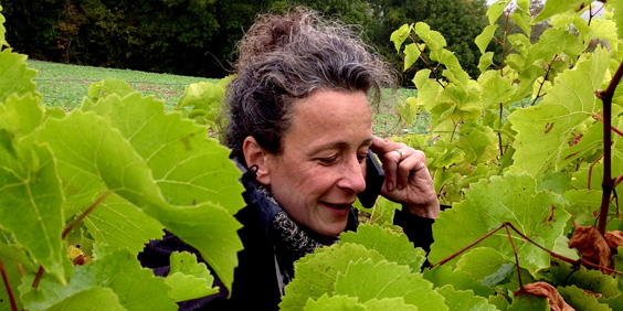 gueshousechablis