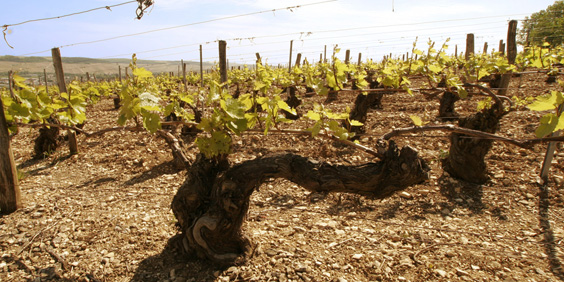 guesthousechablis